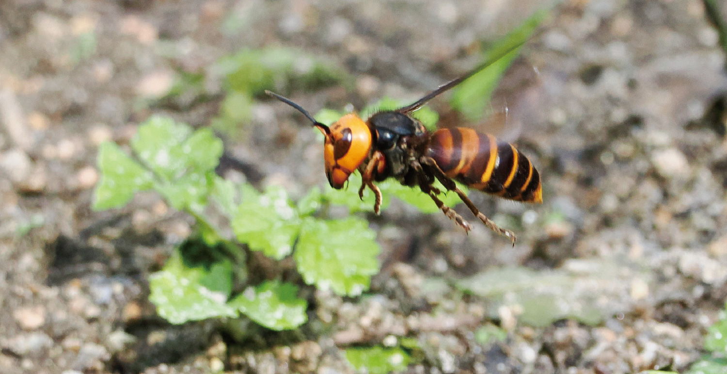 スズメバチ駆除