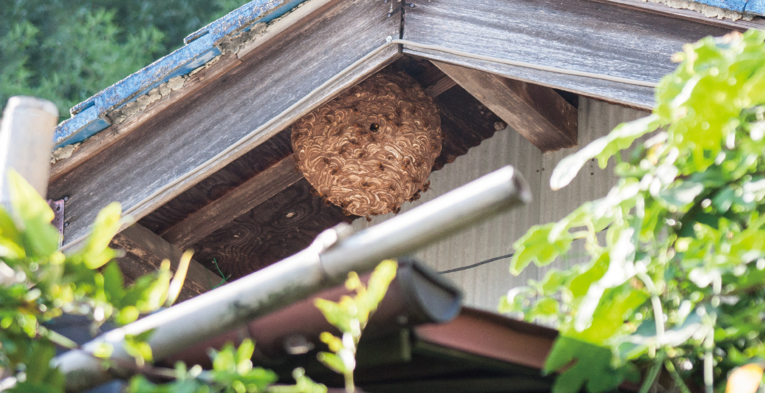 害虫駆除・小動物対策
